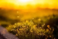 Meiko神级锤石，预判钩改写战局